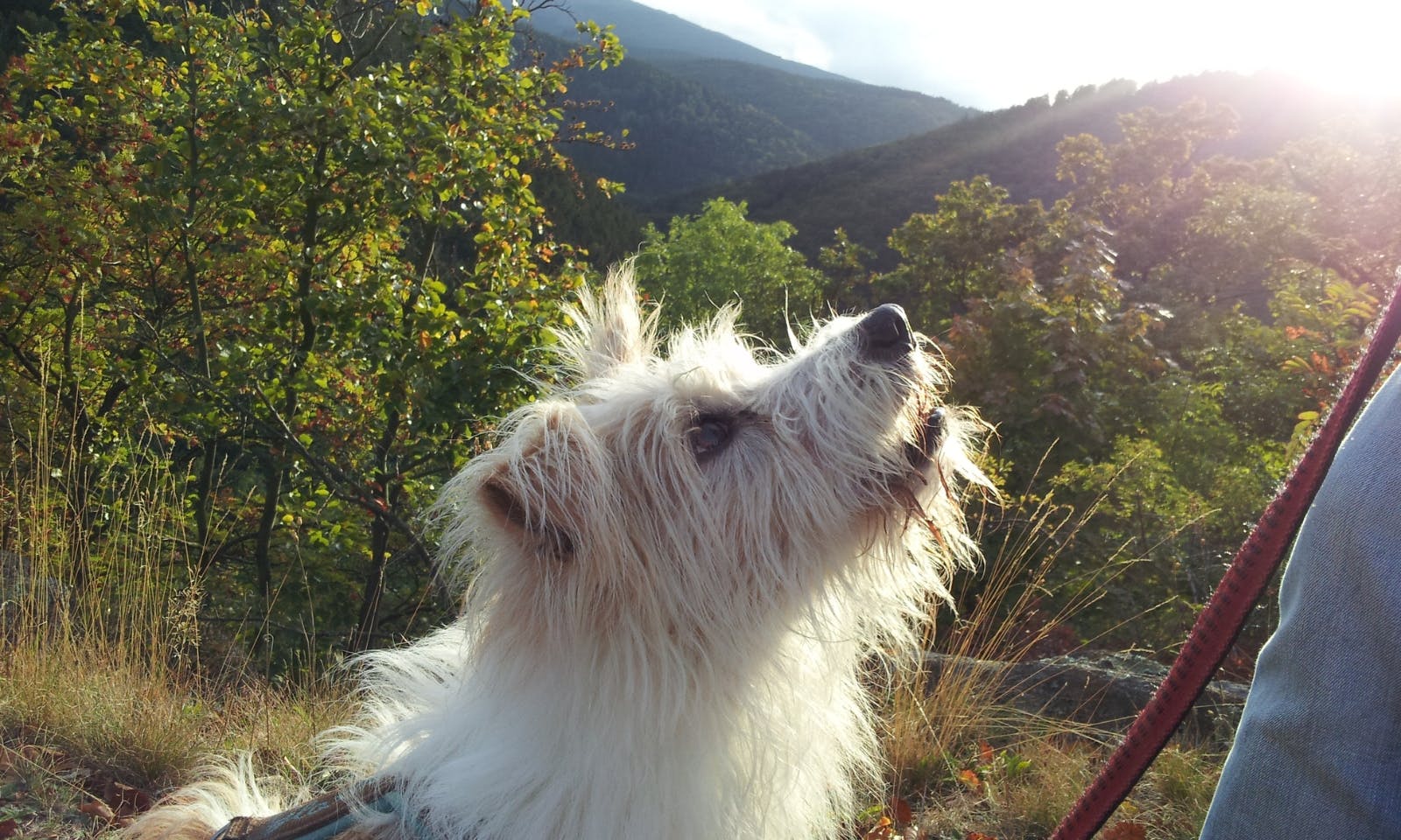 Hund, der sein Frauchen anschaut