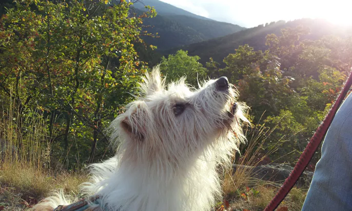 Hund, der sein Frauchen anschaut