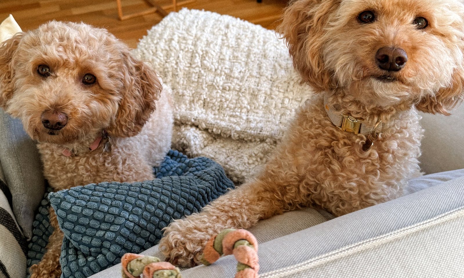 Pudle und Goldendoodle schauen niedlich, um die selbstgebackenen Zuckerstangen-Leckerlis zu bekommen
