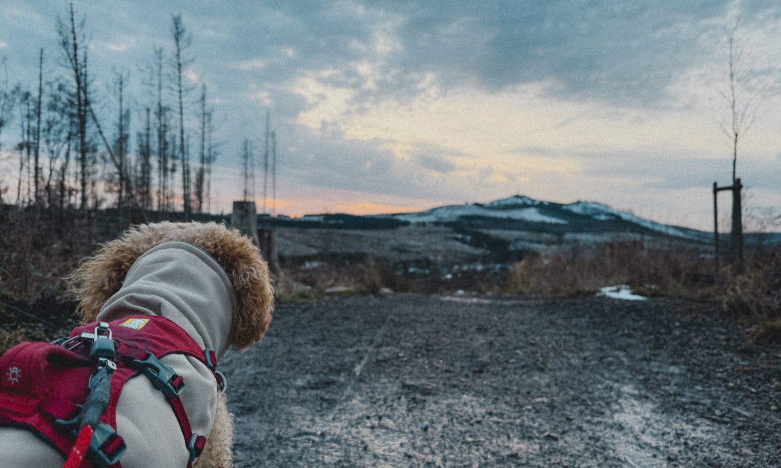Hund Blickt auf einen ausgestorbenen Wald im Harz