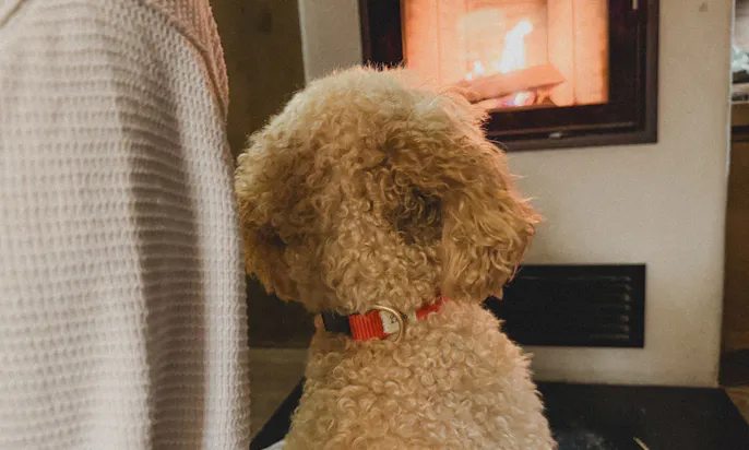 Hund sitzt vor Kamin eines Ferienhauses im Schierke Harzresort