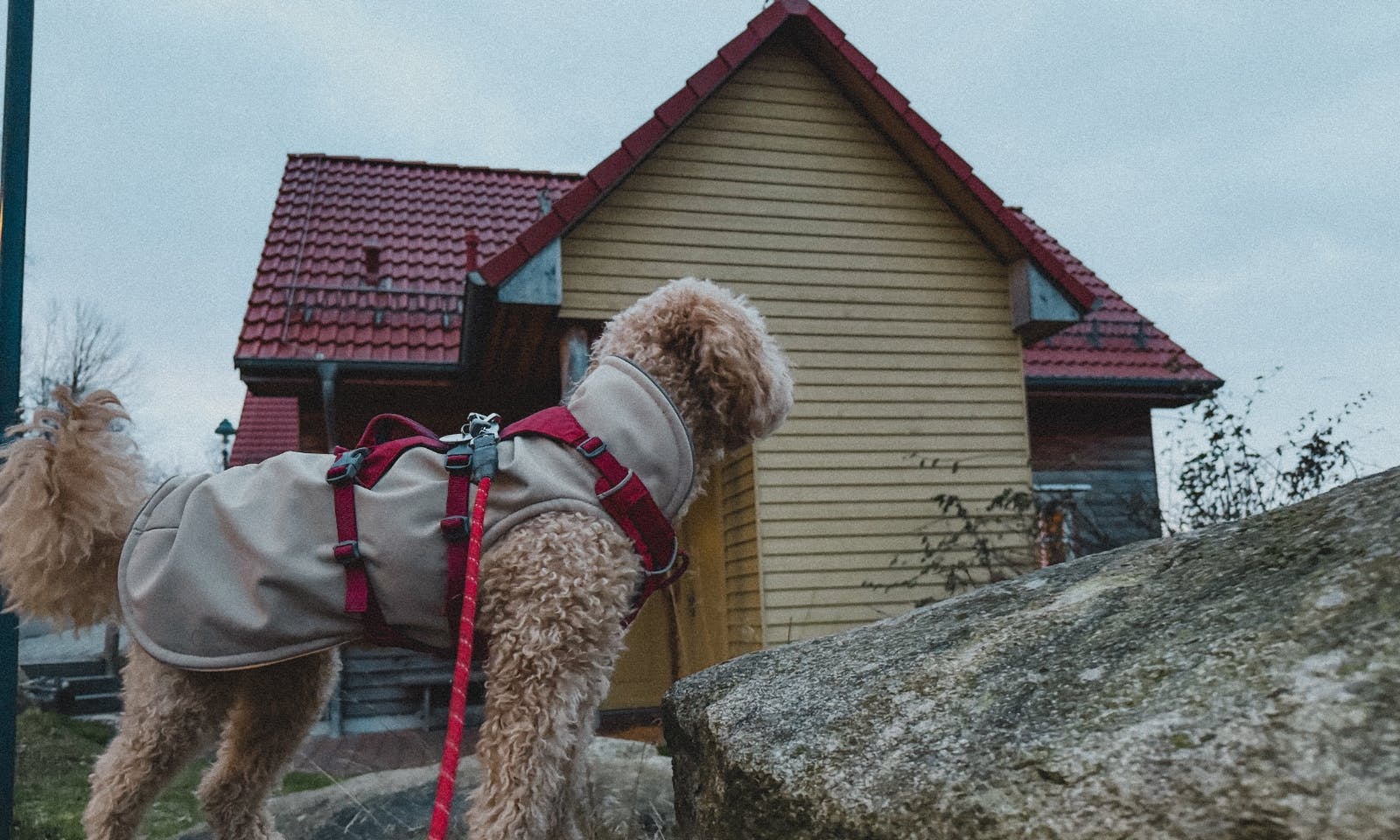 Hund steht vor einem Ferienhaus im Schierke Harzresort