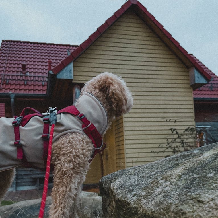 Schierke Harzresort Ferienhaus mit Hund – Stilvolles Holzhaus mit Terrasse und Blick auf den Harz