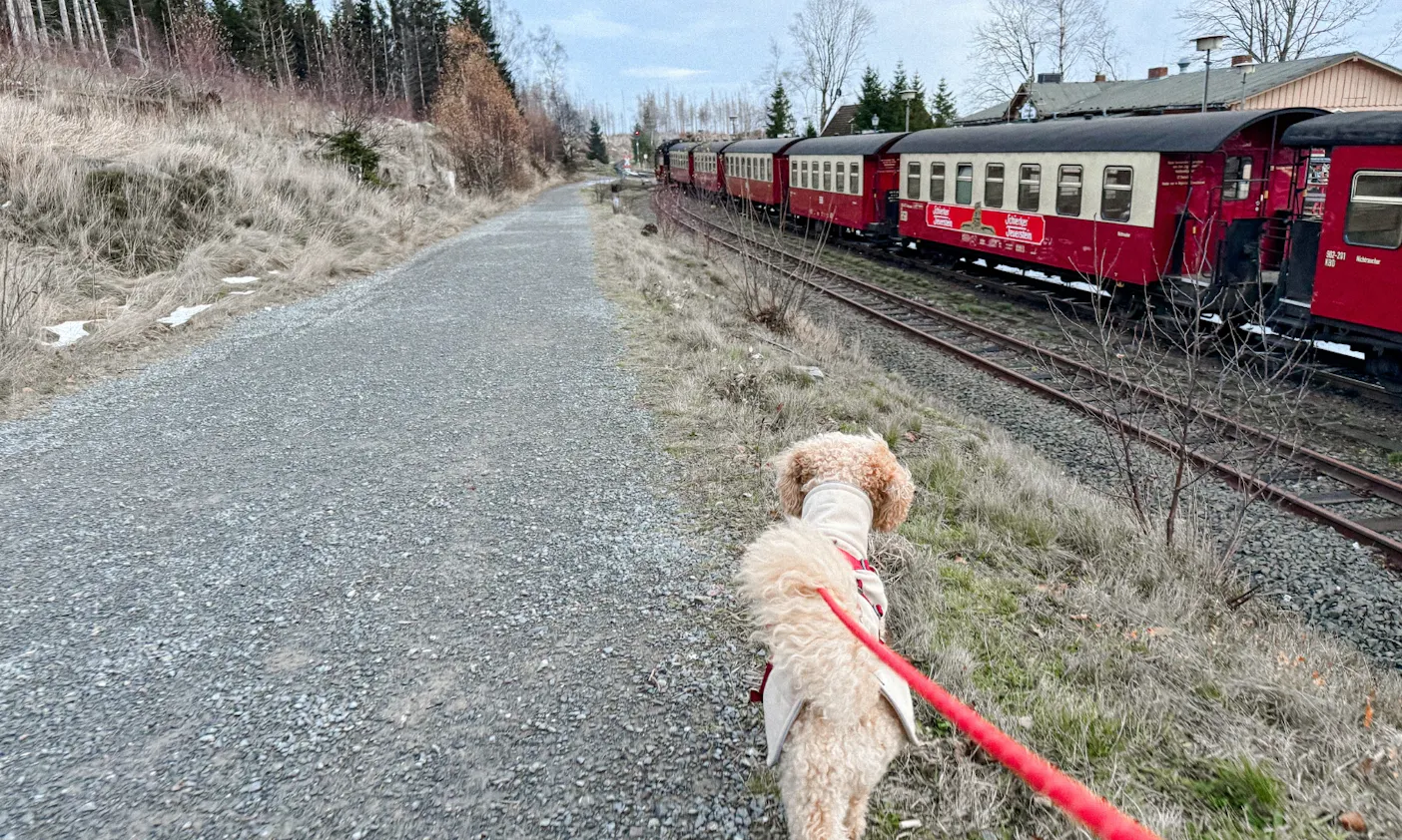 Hund auf einem Weg neben der Brockenbahn