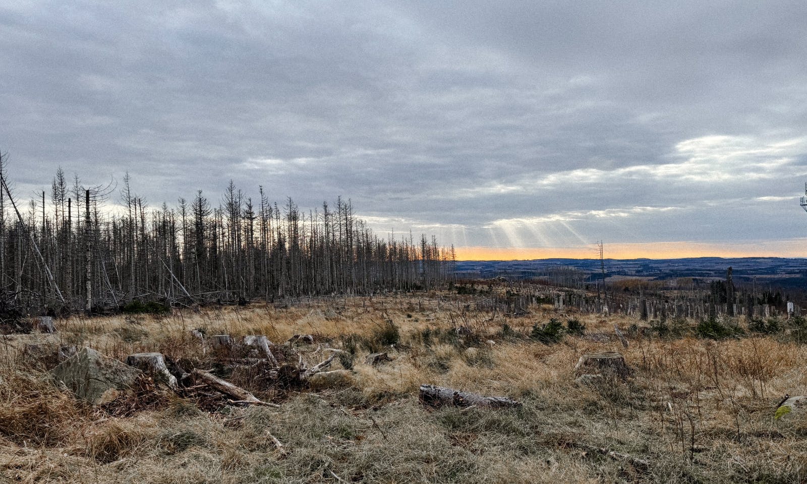 Blick auf einen ausgestorbenen Wald im Harz