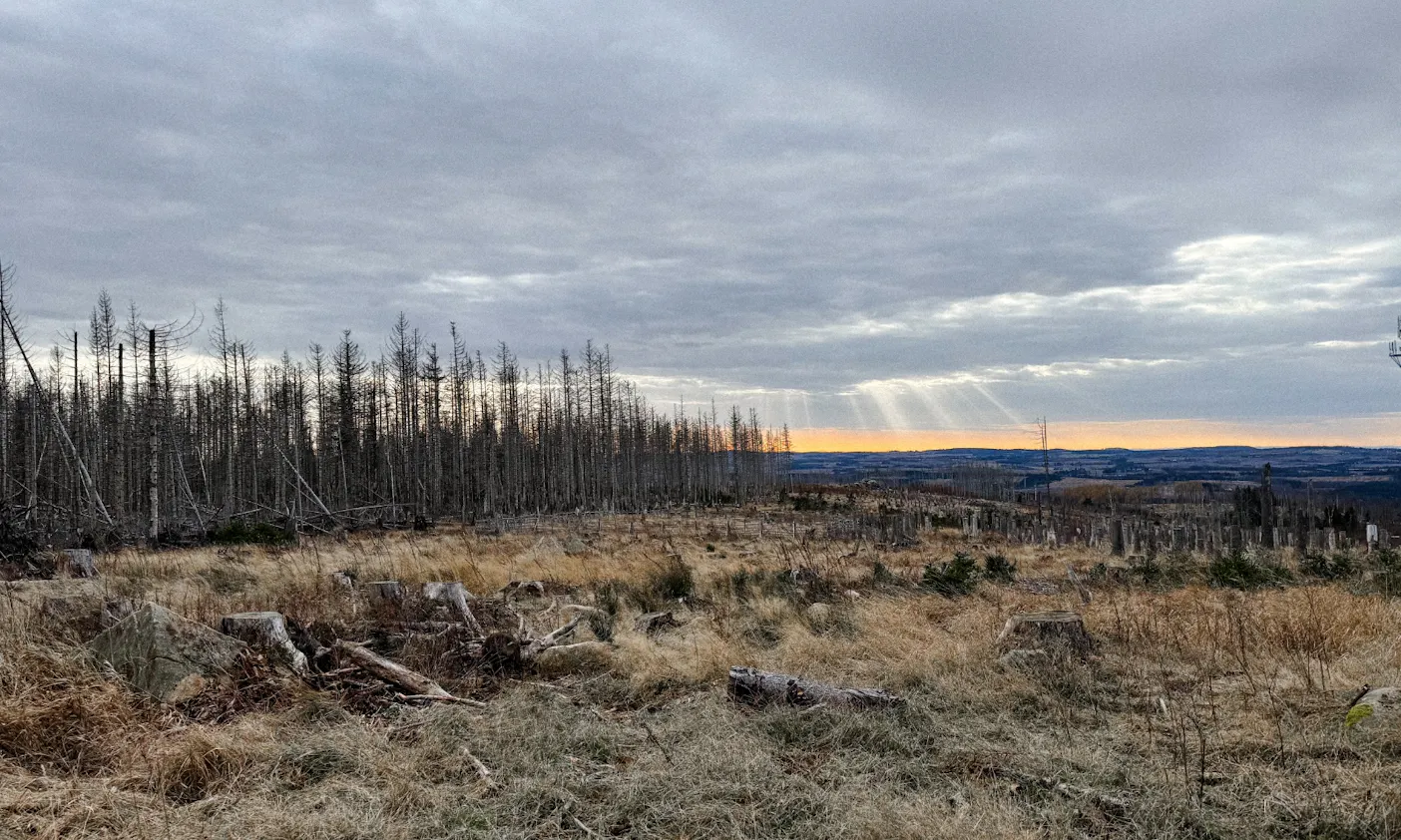 Blick auf einen ausgestorbenen Wald im Harz