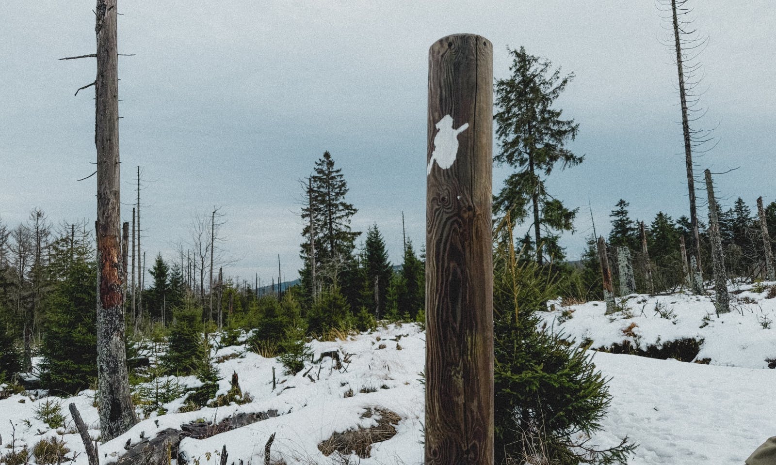 Baumstamm mit Harzer-Hexen-Stieg Abzeichen