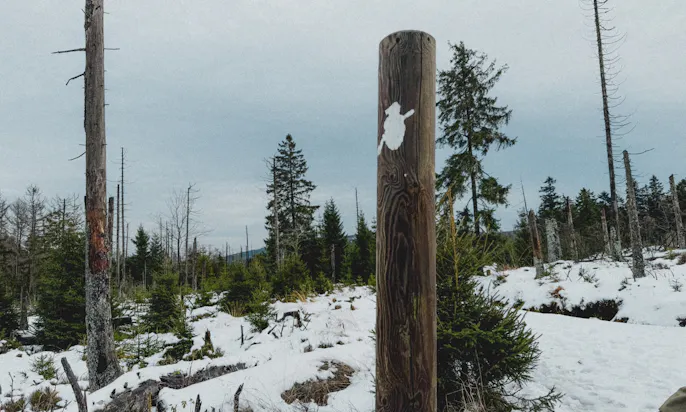 Baumstamm mit Harzer-Hexen-Stieg Abzeichen