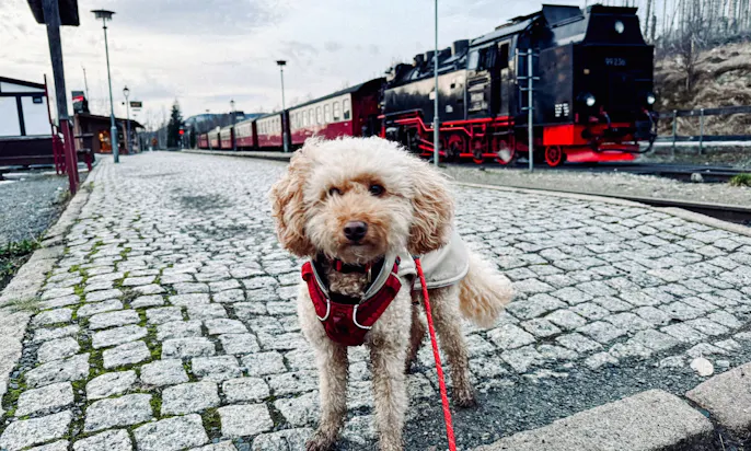 Hund auf einem Weg neben der Brockenbahn
