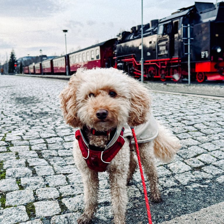 Brockenbahn Schierke mit Hund