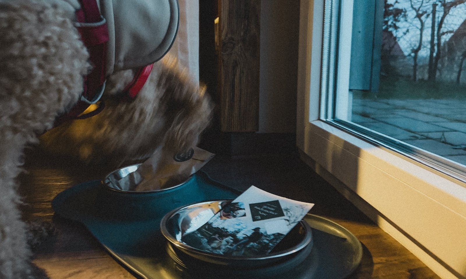 Hundefreundlichkeit im Schierke Harzresort