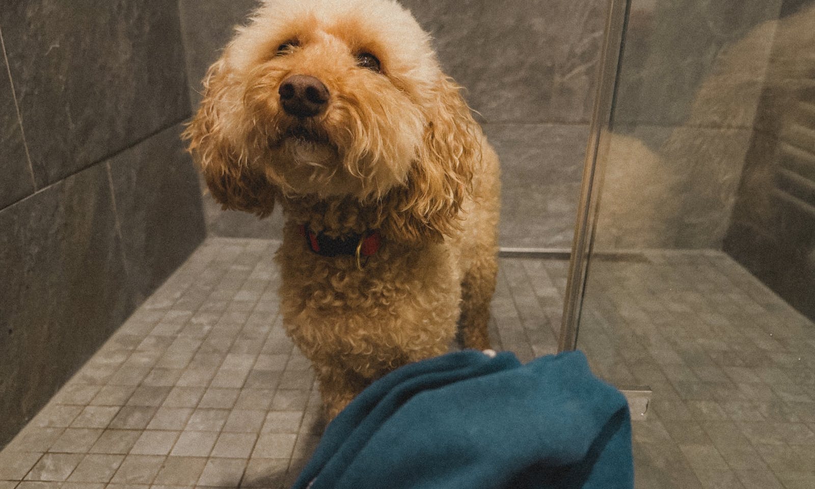 Hund in der Dusche im Schierke Harzresorts