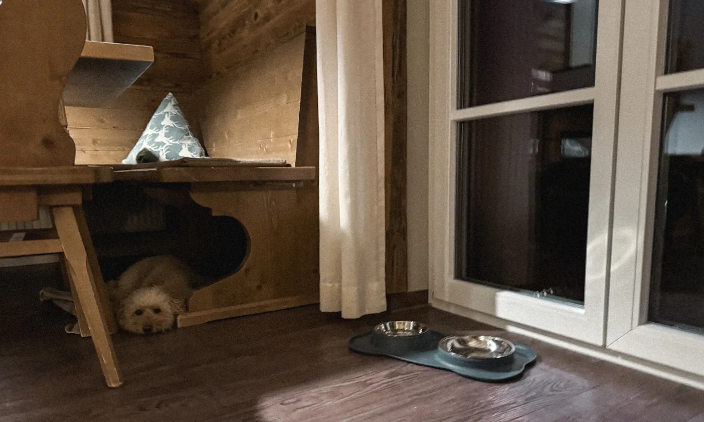 Hund im Essbereich eines Ferienhauses im Schierke Harzresort