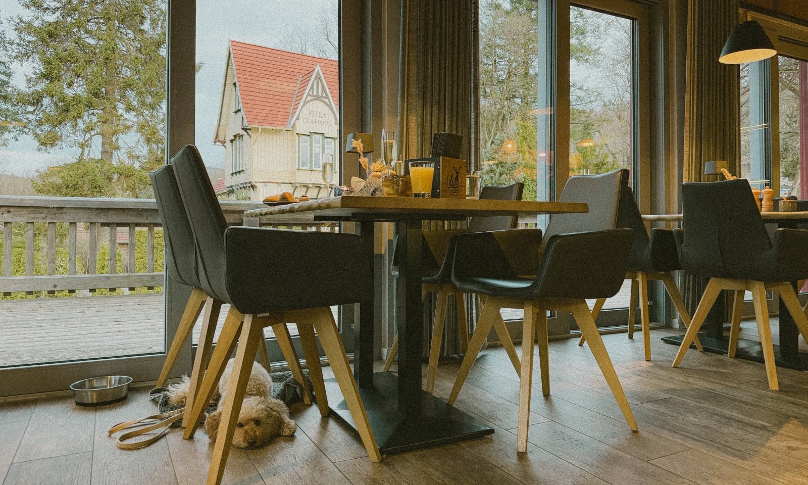 Hundefreundlichkeit im Schierke Harzresort