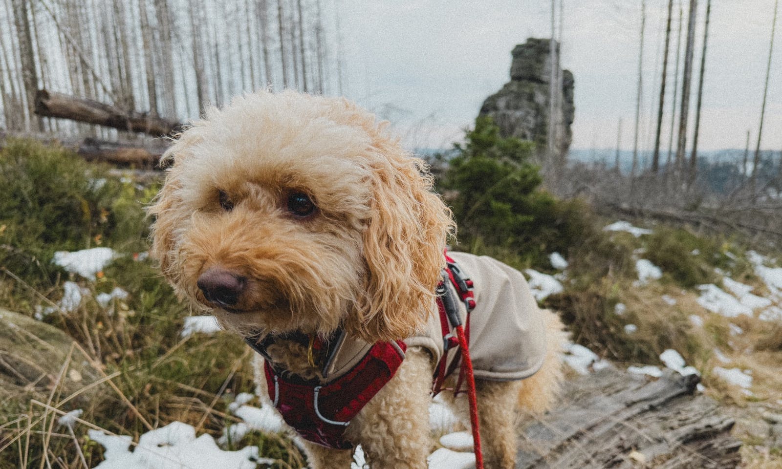 Hund mit einem Mantel von Goldhund auf einem Waldweg im Harz
