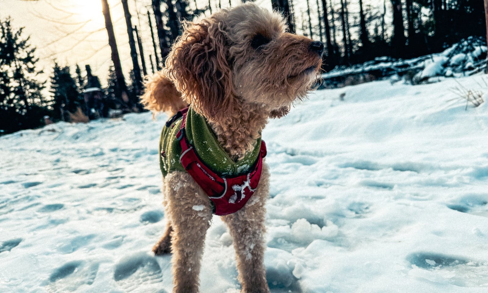 Dritte Etappe auf dem Harzer-Hexen-Stieg von Torfhaus – Brocken – Schierke mit Hund im Schnee