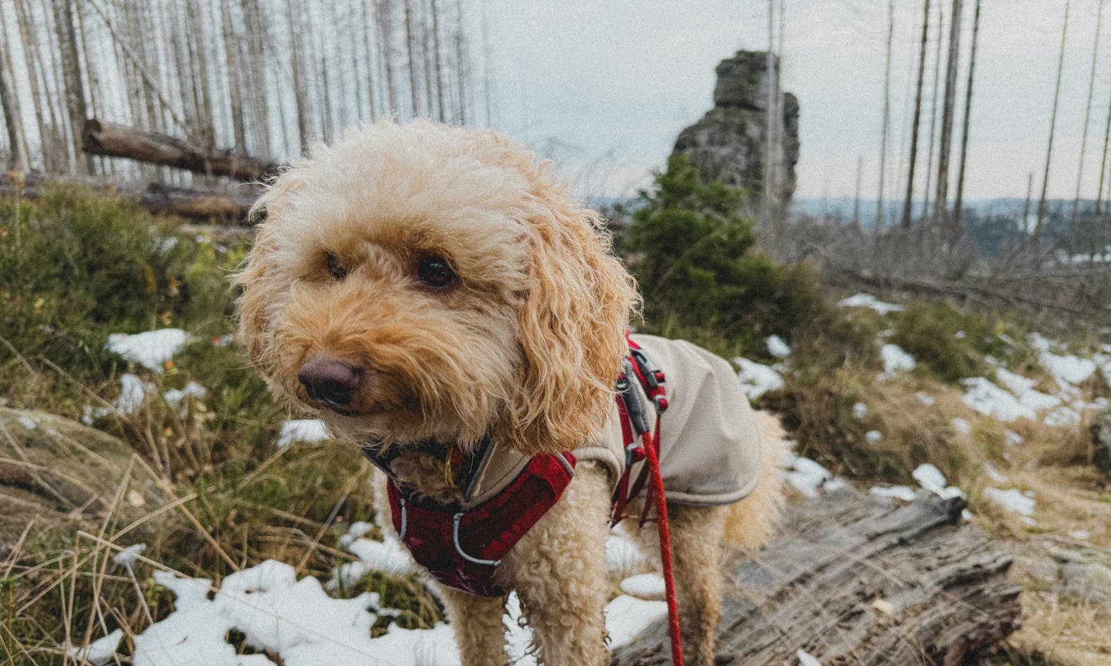Dritte Etappe auf dem Harzer-Hexen-Stieg von Torfhaus – Brocken – Schierke mit Hund im Schnee