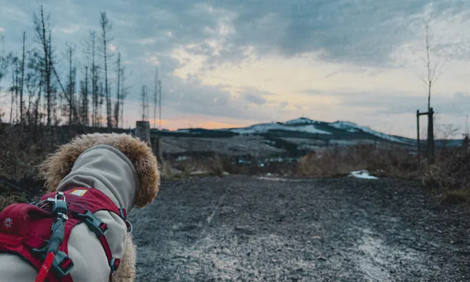 Dritte Etappe auf dem Harzer-Hexen-Stieg von Torfhaus – Brocken – Schierke mit Hund im Schnee