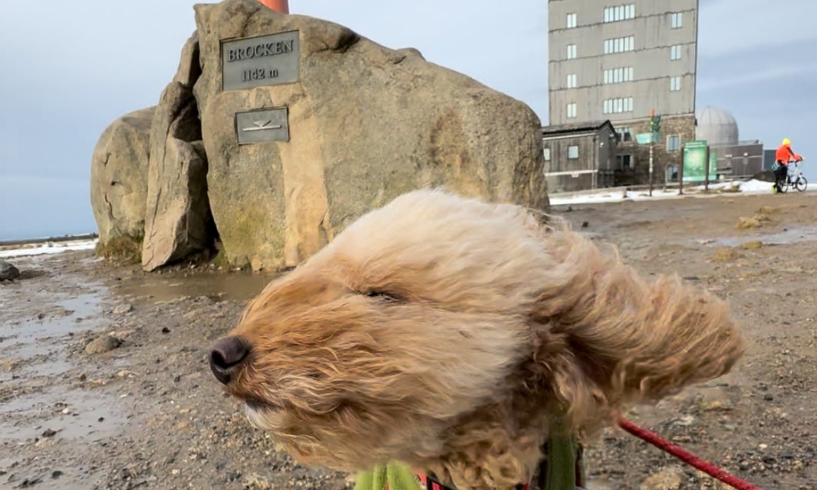 Hund bei Wind auf dem Brocken