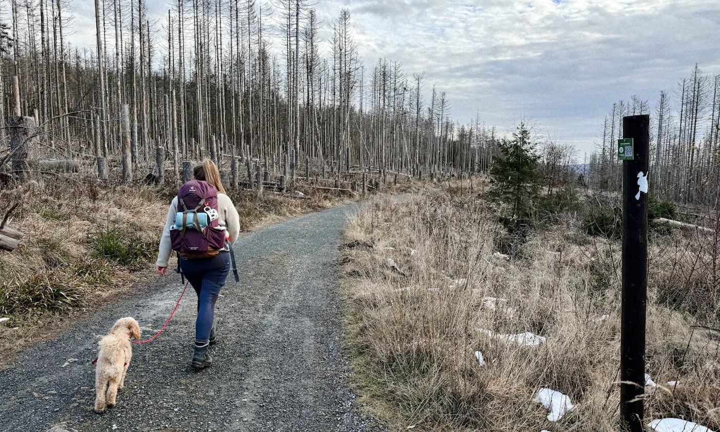 Eine Frau mit Hund auf einem Wanderweg des Harzer-Hexen-Stiegs