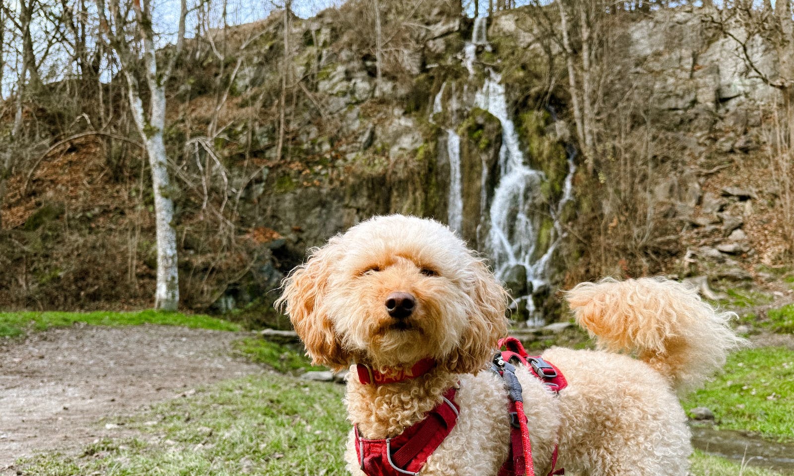 Goldendoodle Java für dem Wasserfall in Königshütte auf dem Harzer Hexenstieg