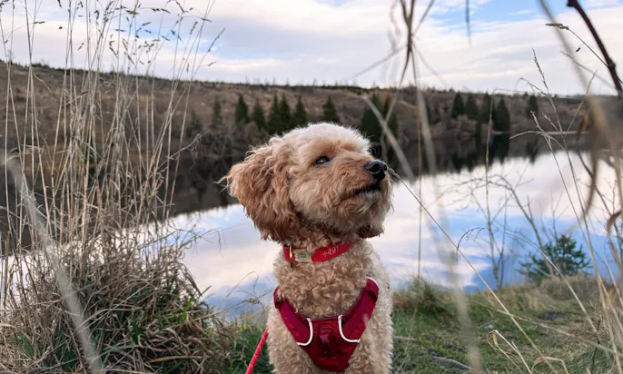 Mini Goldendoodle Java auf dem Harzer Hexenstieg vor einer Talsperre im Winter