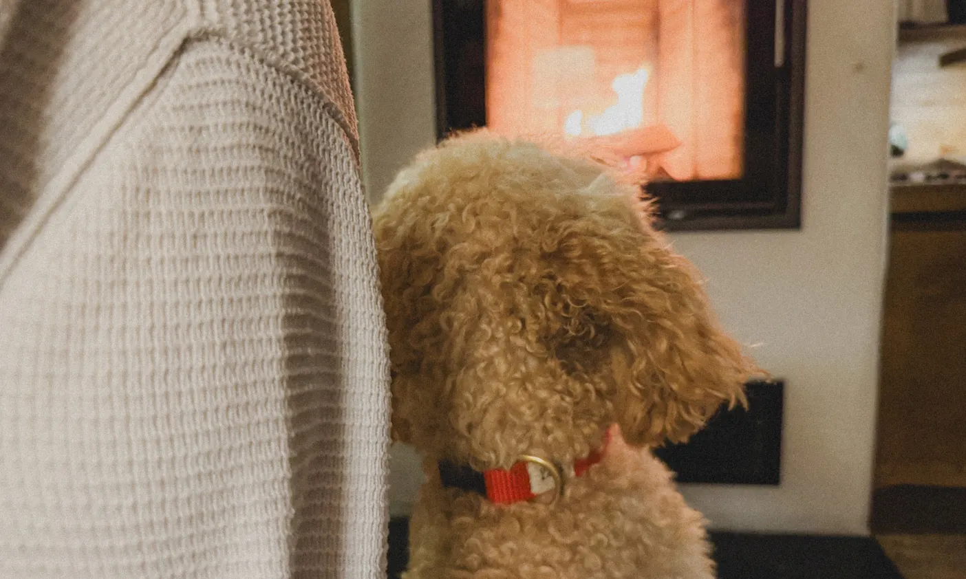 Goldendoodle im Wohnzimmer der Premium Lodge Plus vor dem Kamin