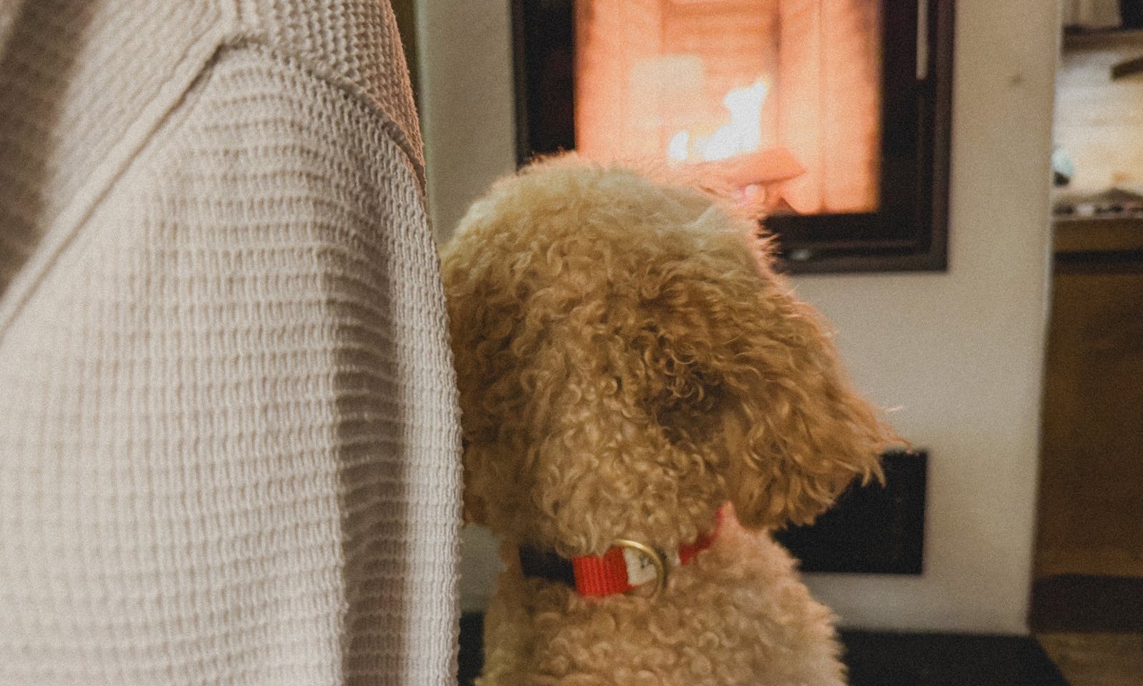 Goldendoodle sitzt vor dem Kamin im Schierker Harzresort im Harz