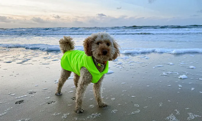 Goldendoodle am Strand an Silvester auf Sylt in Westerland