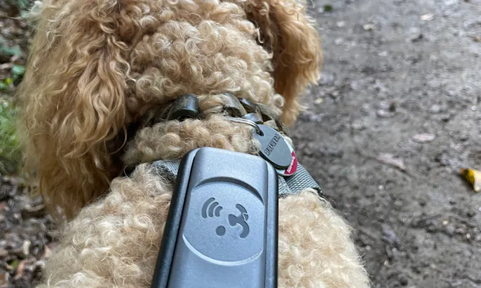 Goldendoodle mit einem Geschirr, auf dem der Fressnapf GPS Tracker befestigt ist