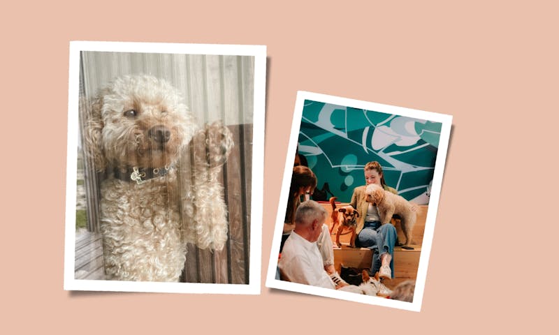 Hundetrends 2025
