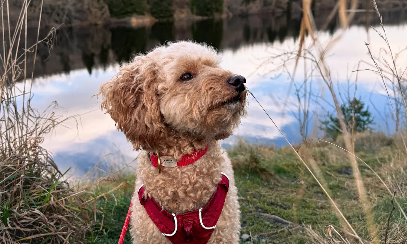 Talsperre Königshütte mit Hund