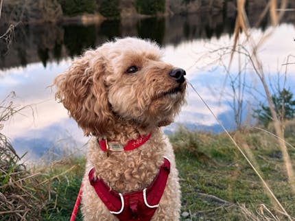 Hund wandert den Harzer-Hexen-Stieg