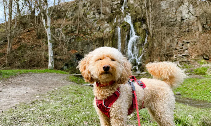 Goldendoodle vor dem Königshütter Wasserfall im Harz
