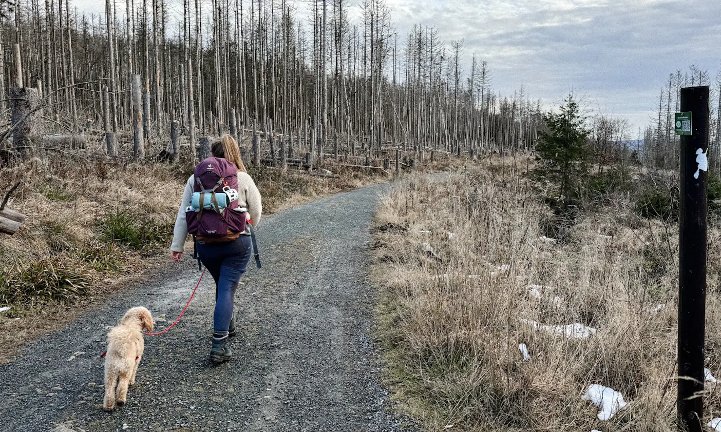 Eine Frau wandert mit einem Hund im Harz