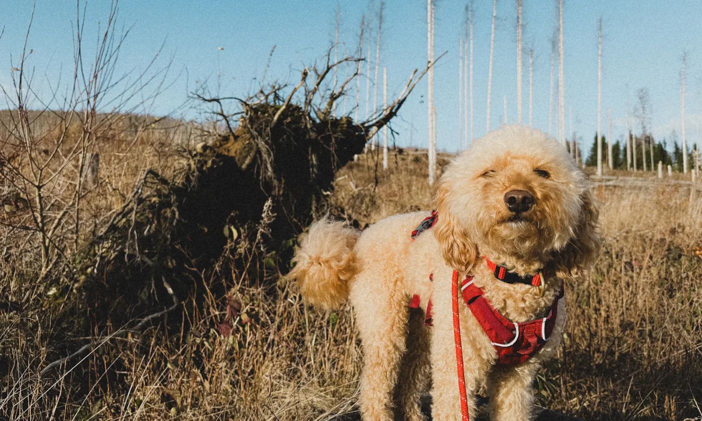 Goldendoodle auf dem Harzer-Hexen-Stieg