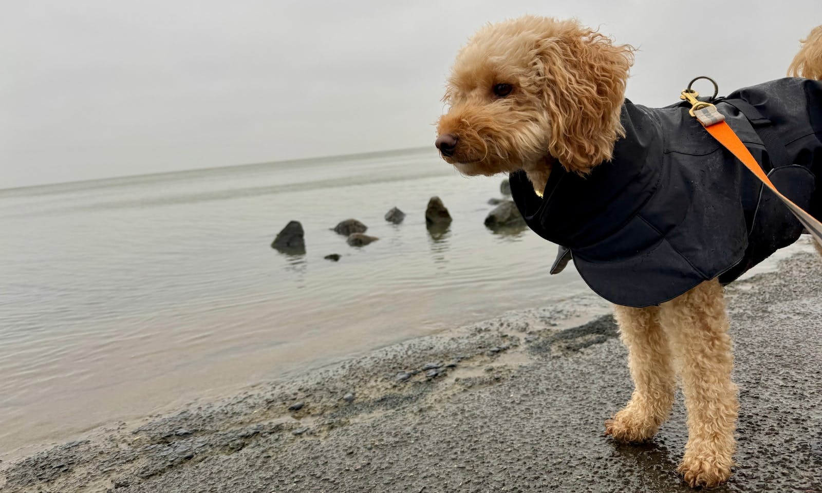 Ein Hund steht mit einem Mantel am Meer
