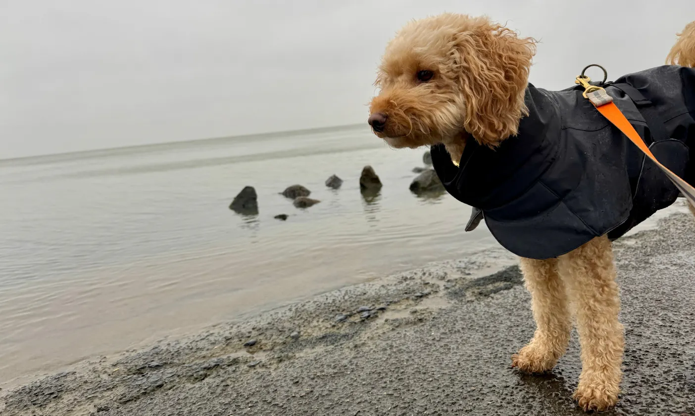 Goldendoodle im Paikka Hundemantel im Winter auf Sylt