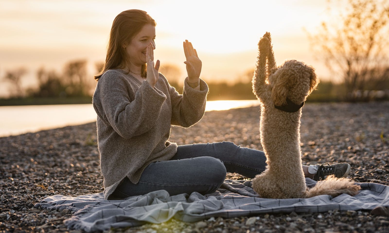 Mensch-Hund-Team: Frau bringt Goldendoodle spielerisch einen neuen Trick bei.
