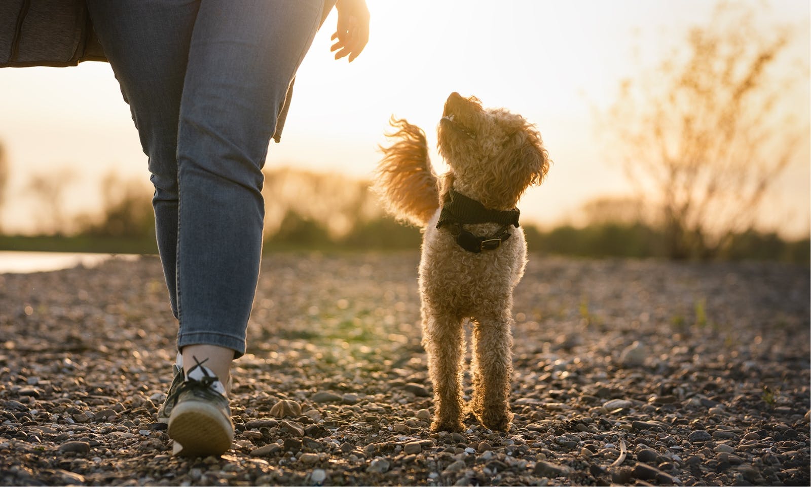 Achtsamer Moment zwischen Frau und Goldendoodle während eines Spaziergangs