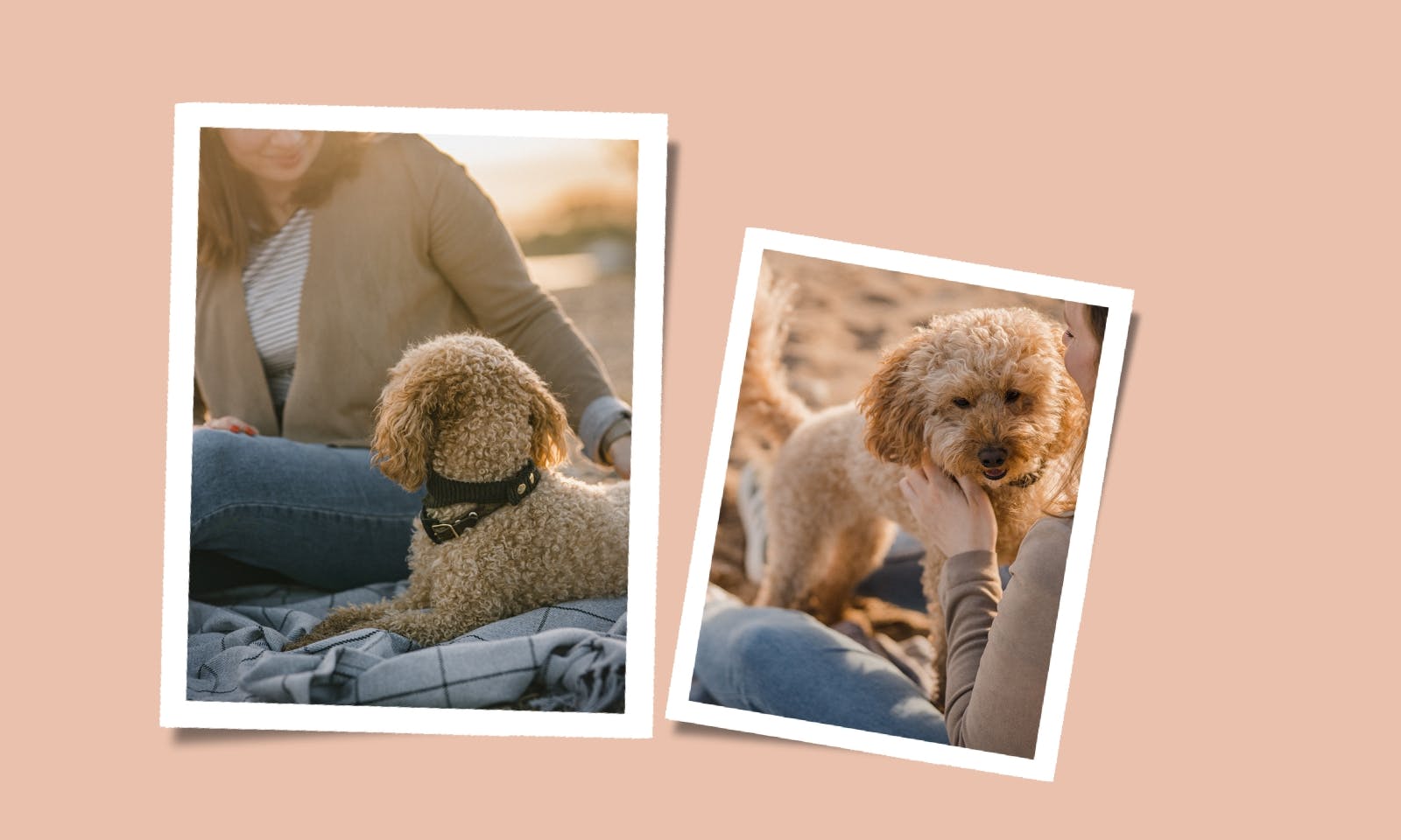 Achtsamer Moment zwischen Frau und Goldendoodle während eines Spaziergangs