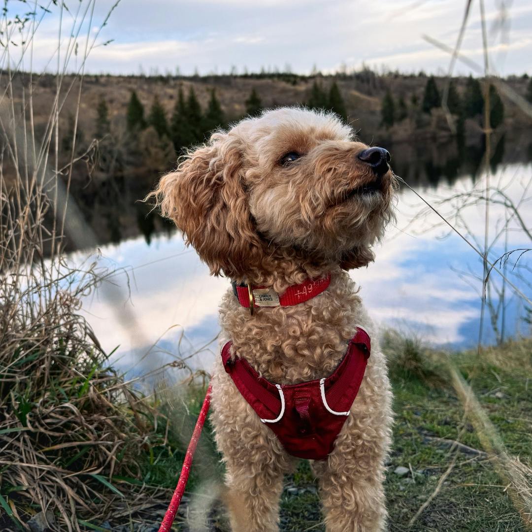 4. Etappe des Harzer-Hexen-Stiegs