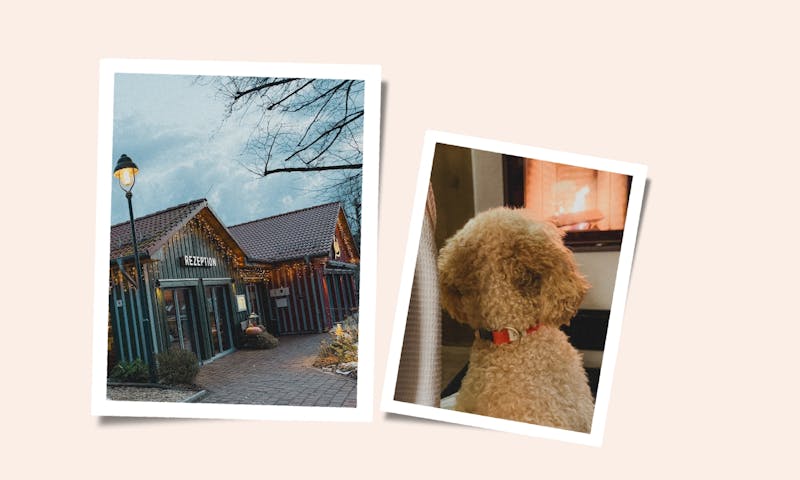 Urlaub mit Hund im Harz: Unser Aufenthalt im Schierke Harzresort unter der Lupe