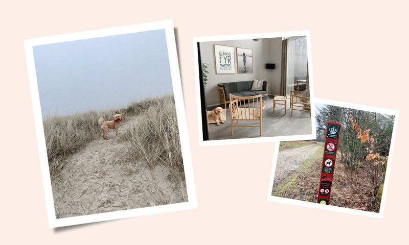 Dänemark mit Hund Einreisebestimmungen