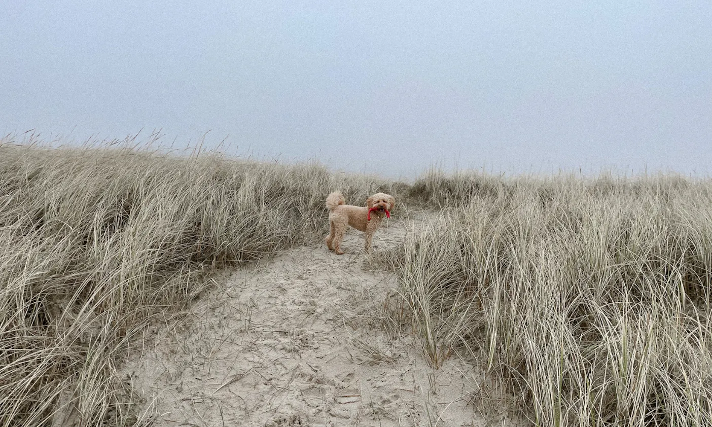 Westlicher Punkt Dänemarks mit Hund in Blavand