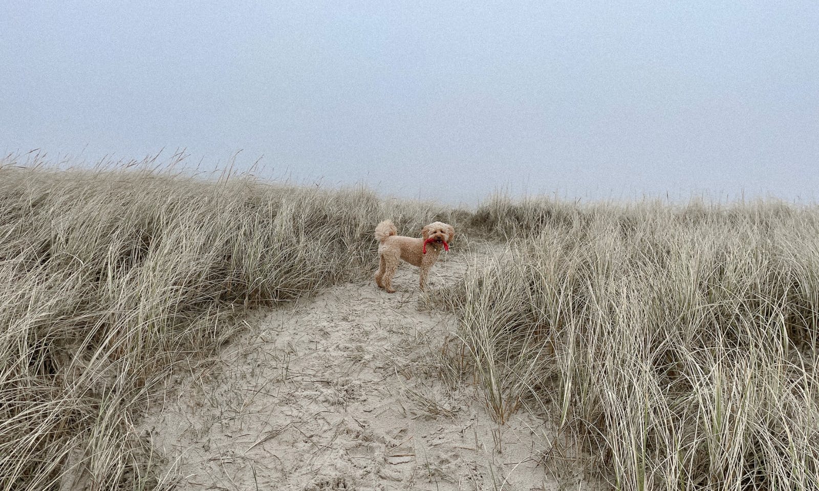 Westlicher Punkt Dänemarks mit Hund in Blavand
