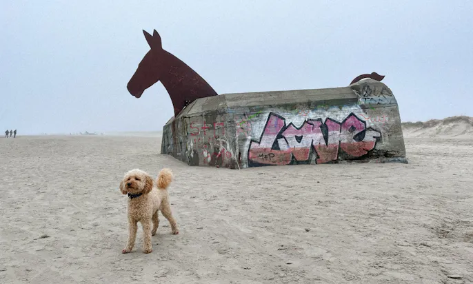 Hund steht vor dem Maulesel-Bunker am Strand in Blåvand