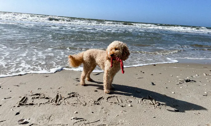 Goldendoodle in Blavand am Strand