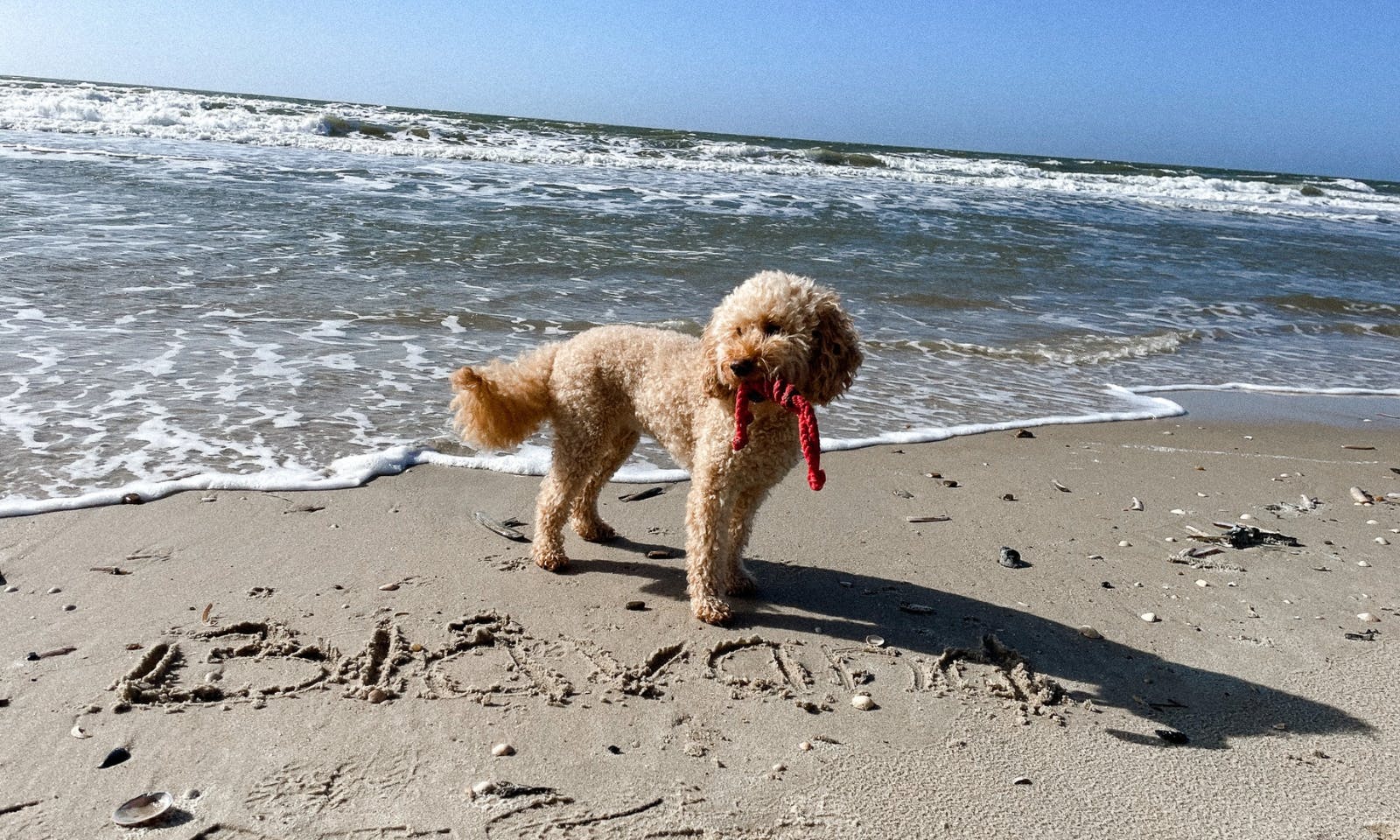 Goldendoodle in Blavand am Strand
