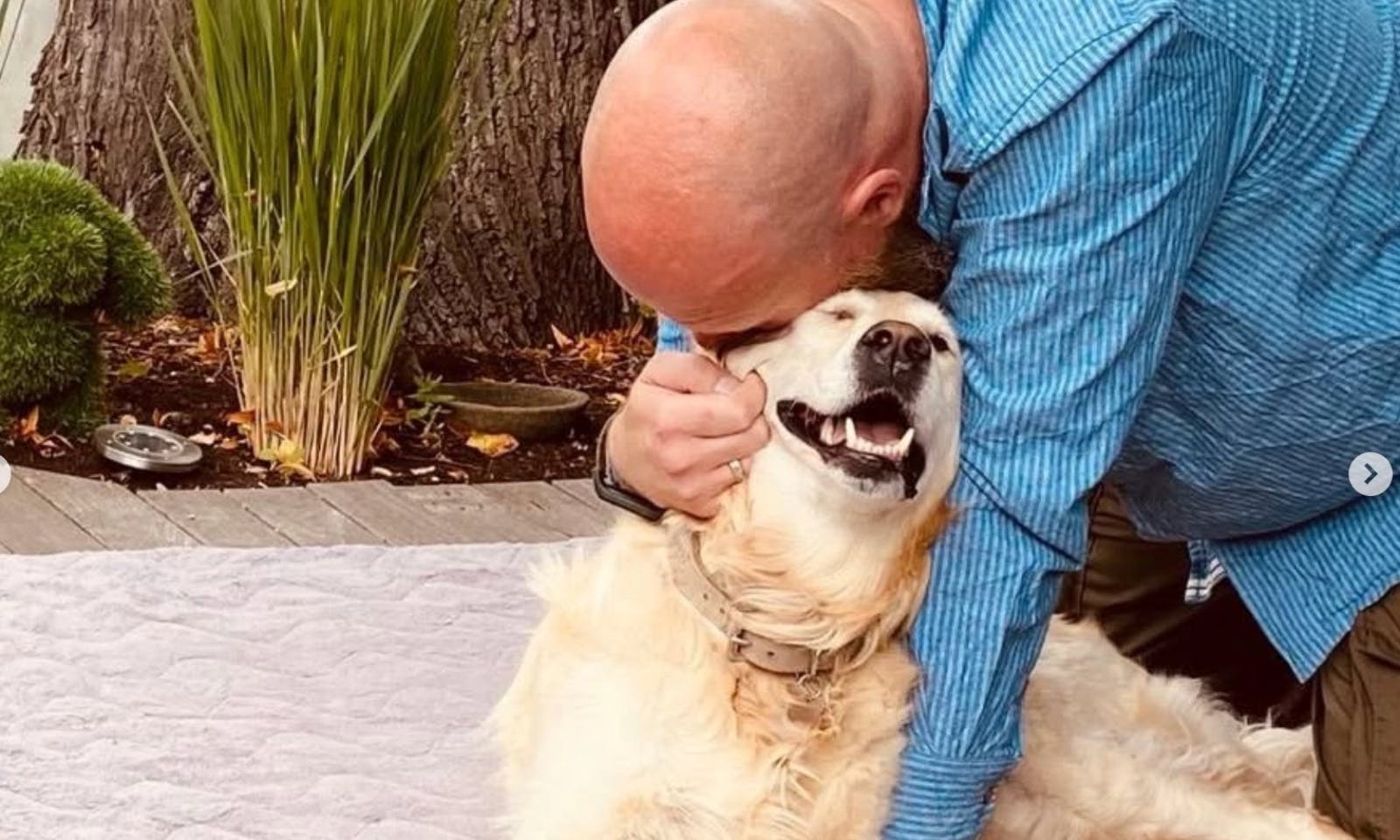 artgerechten Erziehung für Hunde